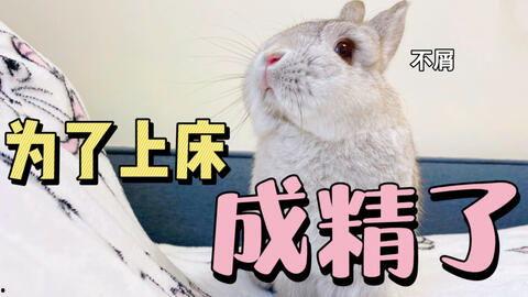 兔兔娱乐吃瓜,揭秘娱乐圈吃瓜背后的真相与趣味